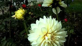 -BILLY WALKER-SHE GOES WALKING MY MIND