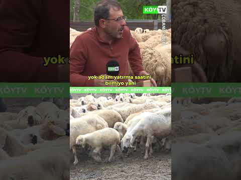 Koyun Ne Zaman Et Tutar? #köy #çoban #hayvancılık