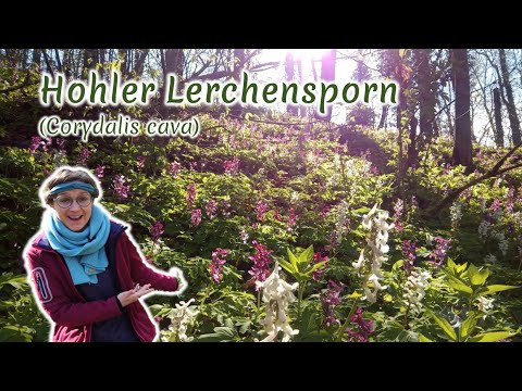 Hohler Lerchensporn (Corydalis cava) - Artenporträt: Merkmale | Ökologie | Wissenswertes