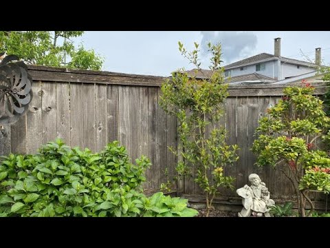 Train/Prune to a Tree Form, Camellia “Taylor's Perfection - May 31, 2022