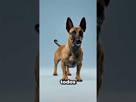 ¿Qué pasaría si mezclamos al perro salchicha con estos perros? 😮 #shorts #animales #perros