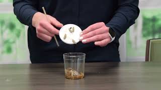 How to Transfer a Chrysalis to a Netted Butterfly Habitat or Garden