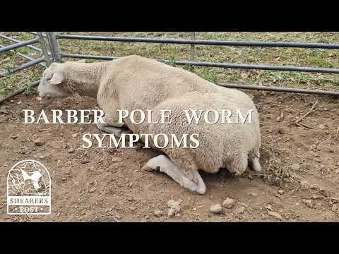 4 Classic Signs that Barbers Pole Worm is attacking your sheep from the inside out!