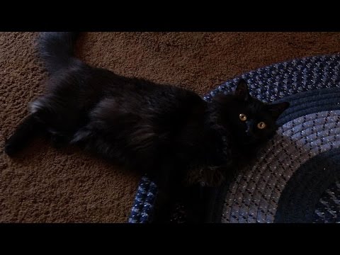 Ena's Community Cats