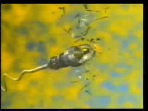 Dokumentar Islam - Udhëtimi plot vështirësi i spermës.