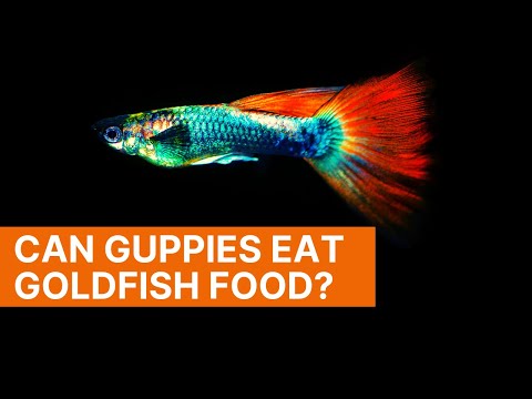 Can Guppies Eat Goldfish Food?  🐟 Guppy Feeding Guide