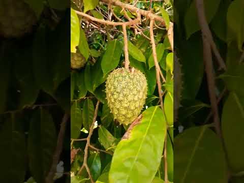 Que fruta é essa? #pernambuco #gravatá #nordeste #gravatápe #sitio #frutas