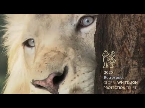 2025 Retrospective_Linda Tucker and The Global White Lion Protection Trust