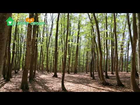 おうち観光！新緑の美人林