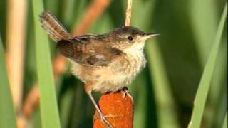 The Wrens - They&#39;ll Need A Crane