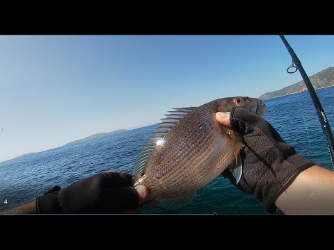 shore jigging...Dentex - Dentex C&R