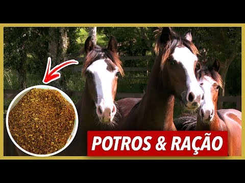 Can foals eat adult horse feed?