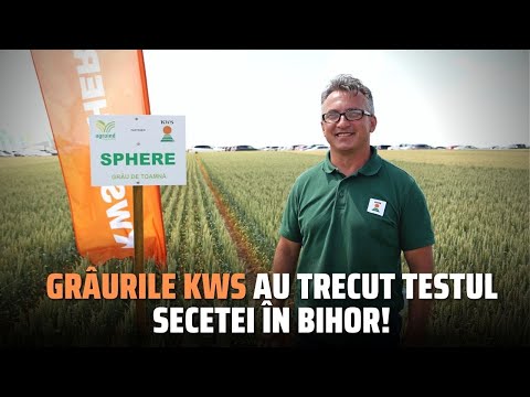Grâurile KWS au trecut testul secetei în Bihor!