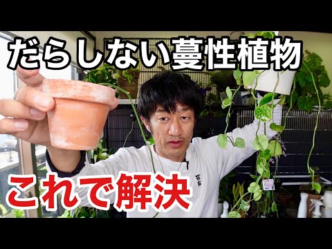 冬に凍らないつる性植物の選び方は？  庭園