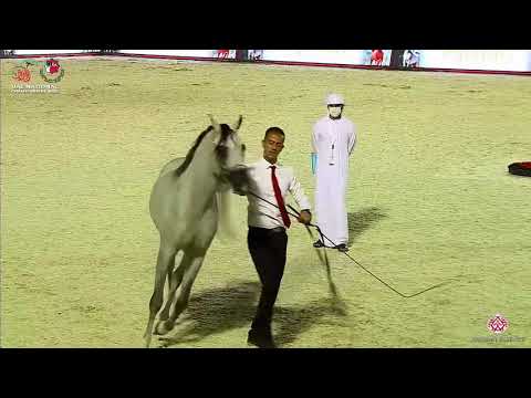 N.266 FAKHR ALBATEEN - UAE National Championship 2020 - Colts 3 Years Old (Class 9).mp4