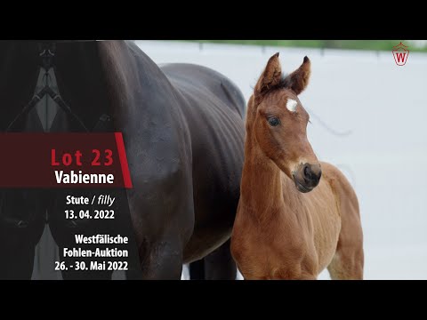 Fohlen-Auktion 26. - 30. Mai Lot 23 Vabienne Stute v. Va' Pensiero - Florestan I