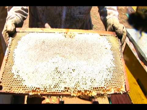 Honey: harvesting the hive