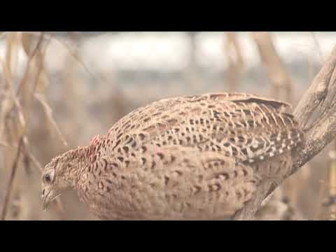 Imamo rešenje ep. 82 21.12.2020. Uzgoj fazana, Nova Gajdobra, Lazar Grgurović