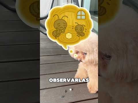 El Perrito Dio Su Comida A Las Hormigas 😯❤️