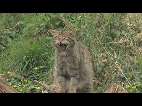 Scottish Wildcat