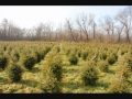 DDD Large Evergreens We grow In Pa XXX BBB ...
