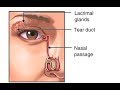 Why Do We Blink So Much? Function of Tears in the Eye Animation - Eyelids & Lacrimal Apparatus Video