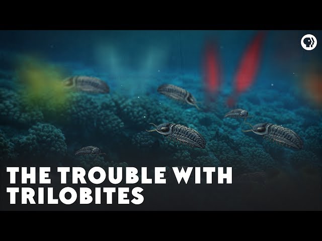 הגיית וידאו של Trilobite בשנת אנגלית