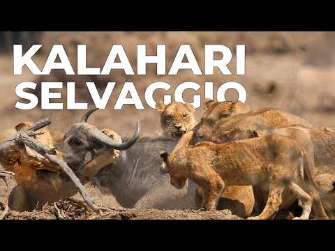 KALAHARI | La Lotta Per la Sopravvivenza nel Deserto Africano - Documentario Animali