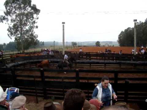 Mangueira Hortência do Ribeirão Bonito