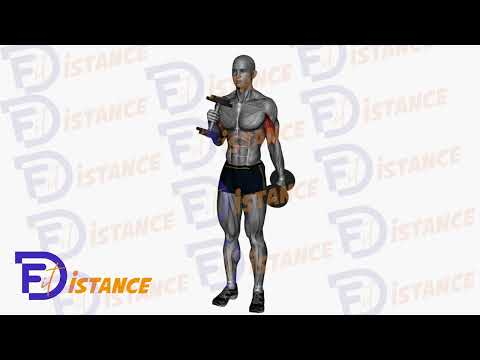 Exercice Curls marteau alternés