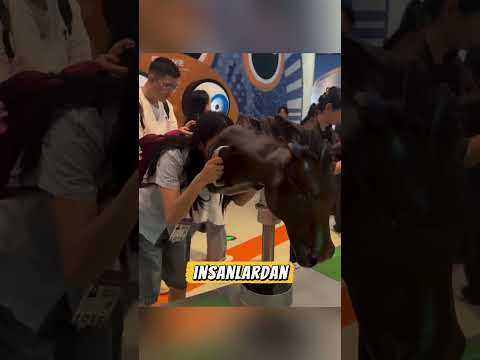 🦉🐱Hayvanların dünyayı nasıl gördüğünü asla tahmin edemezsin!