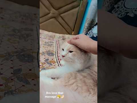 preety little baby 🐥❤️ #cat #kitten #pet #trending #ifrah