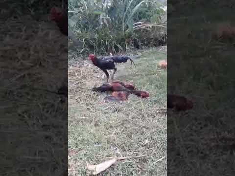 shocking rooster fight#shorts
