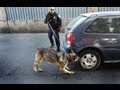 Drug-Sniffing Dogs Could Warrant Home Searches ...