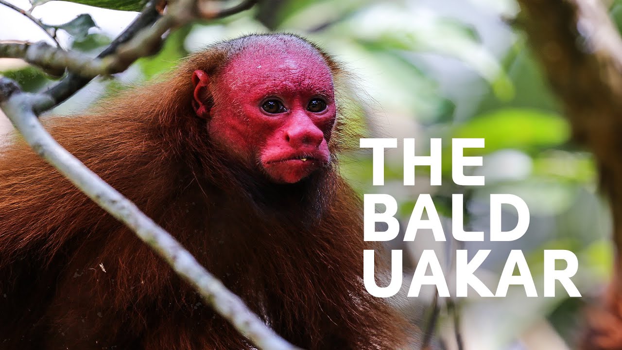 Surviving At The Equator: Exploring Unique Wildlife And Ecosystems | Galapagos Documentary