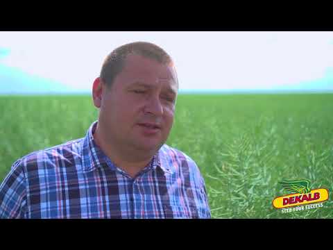 Rapita DEKALB in ferma FANGMEIER SRL - interviu ing. NICOLAE HOTEA