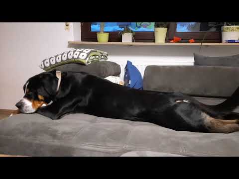 Großer Schweizer Sennenhund. Der hört aufs Wort:)