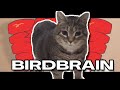 BIRDBRAIN Jamie Paige UIA Cat Cover