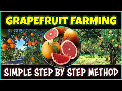 Grapefruit Farming | How to grow Grapefruit from Seed at Home