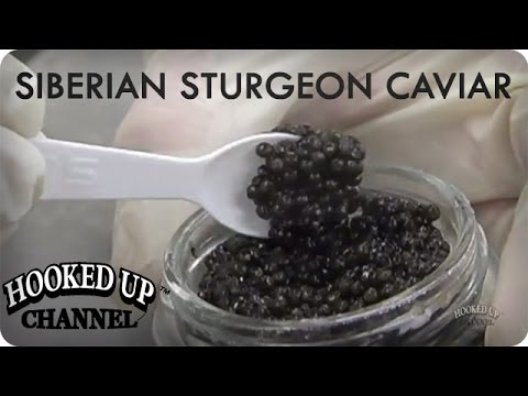 download lagu mp3 mp4 Caviar Siberian, download lagu Caviar Siberian gratis, unduh video klip Caviar Siberian