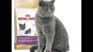Royal Canin British Shorthair Adult - відео 2