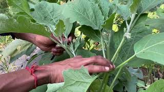 Pruning Eggplant simple way ll Training aubergine to grow as vine ll Higher yield with good size