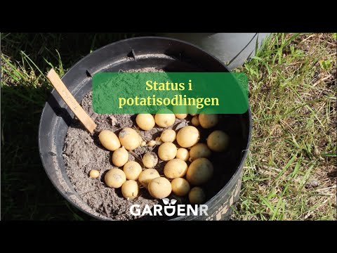 Status in potato cultivation - Gardenhacks by GardenR