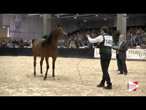 N 149 GALLARDO J   Verona 2015   Colts 2 years old Class 4