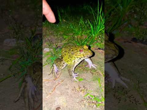 How touch Big frog who’s get funny for you laugh l funny catch frog #shorts #shortsfeed #shortvideo