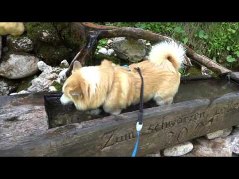 Üna trinkt an einer Quelle