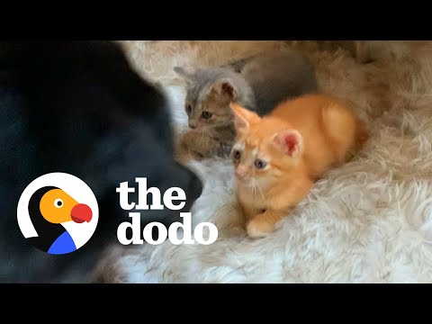 Sweet Dog Teaches The Other Pets How To Babysit The Foster Kittens  | The Dodo Odd Couples