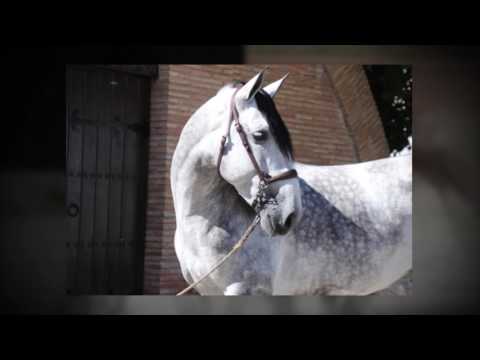 ANDALUSIAN HORSE FOR SALE - YEGUADA D IS PRESENTING TOP PRE CHAMPION STALLIONS