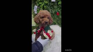 Video preview image #1 Poodle (Toy) Puppy For Sale in Seattle, WA, USA