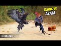 This Is What Happens When A Chicken Fights An Eagle The Ending Is Unexpected